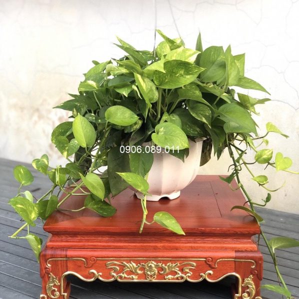 Đôn kê tượng đục cánh rơi